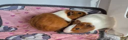 Guinea Pig rodents for sale: Baby Boar Brothers - Advert 3