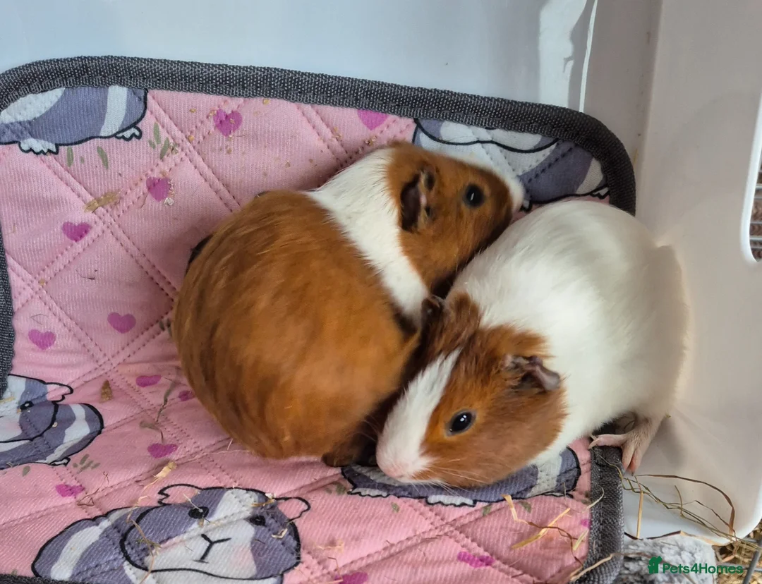 Guinea Pig rodents for sale: Baby Boar Brothers - Advert 3
