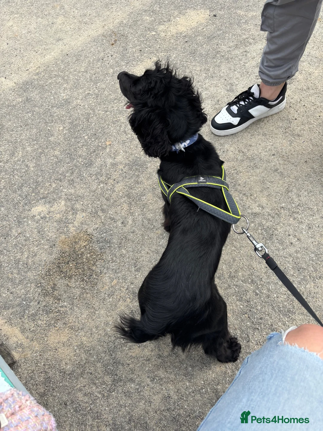 Cocker Spaniel dogs for sale: Loving spaniel needs a home  in Gloucester - Advert 5