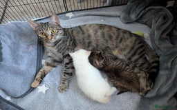 Mixed Breed cats for sale: 2 Beautiful kittens  - Image 3