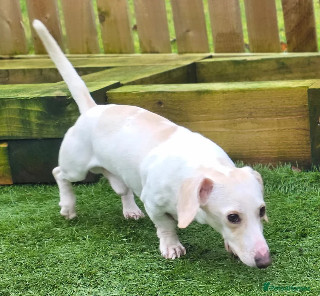 Miniature Dachshund dogs for sale: KC Smooth Cream Piebald - Advert 1