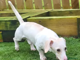 Miniature Dachshund dogs KC Smooth Cream Piebald - Advert 17