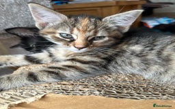 British Shorthair cats for sale: Adorable 5 kittens, two males, three females - Image 4