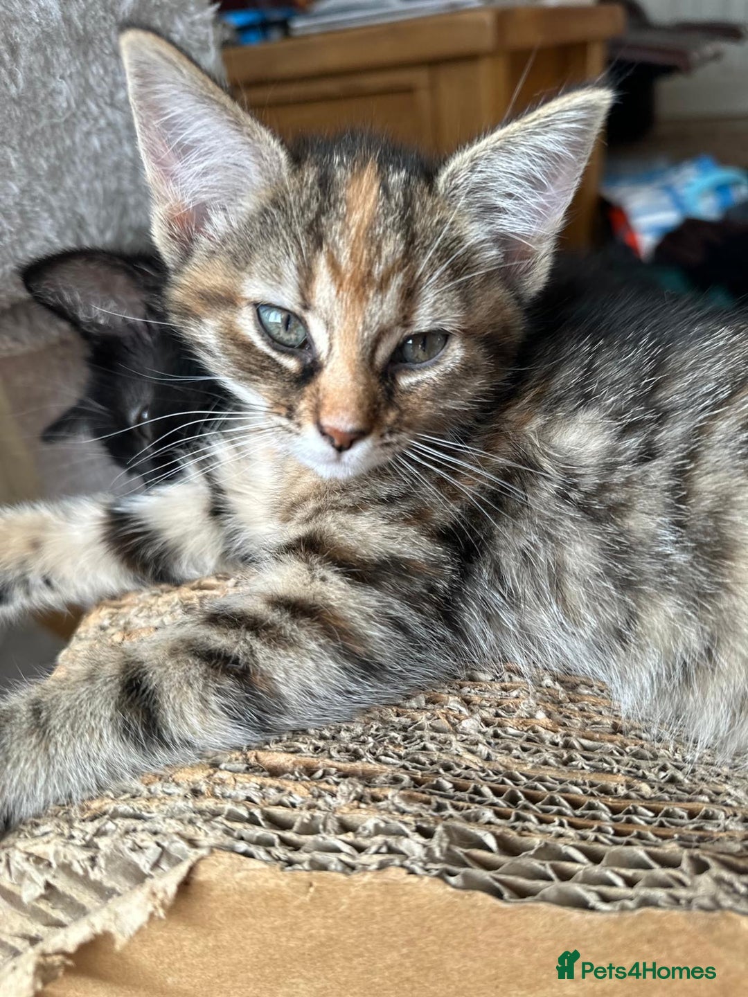 British Shorthair cats for sale: Adorable 5 kittens, two males, three females - Image 4