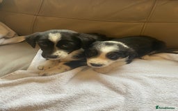 Border Collie dogs for sale: Adorable border collie puppies  - Image 4