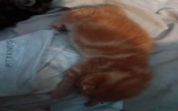 Mixed Breed cats for sale: Mixed breed kittens  - Image 5