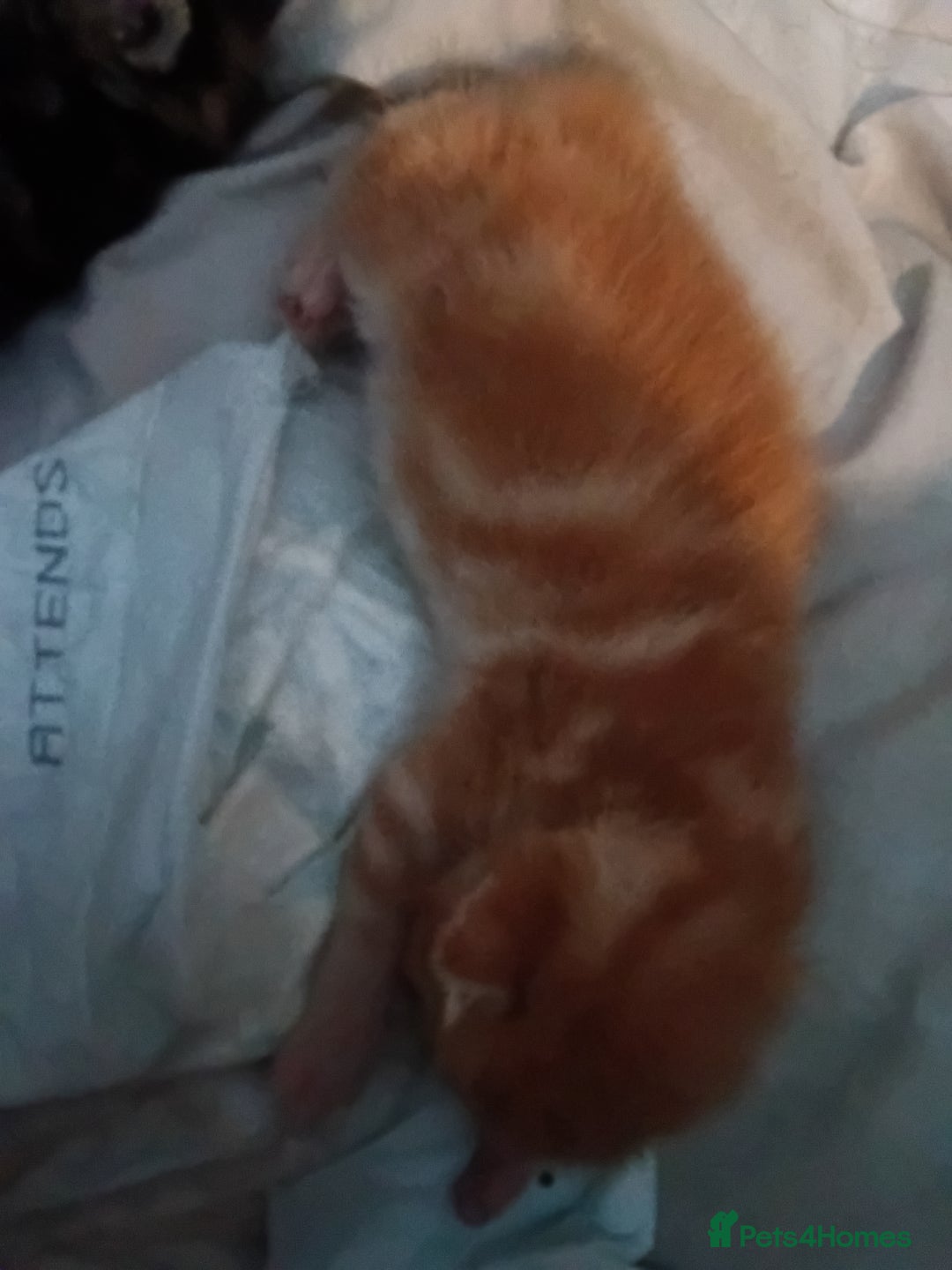 Mixed Breed cats for sale: Mixed breed kittens  - Image 5