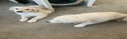 Golden Retriever dogs for sale: White retriever ( golden retriever) - Advert 3