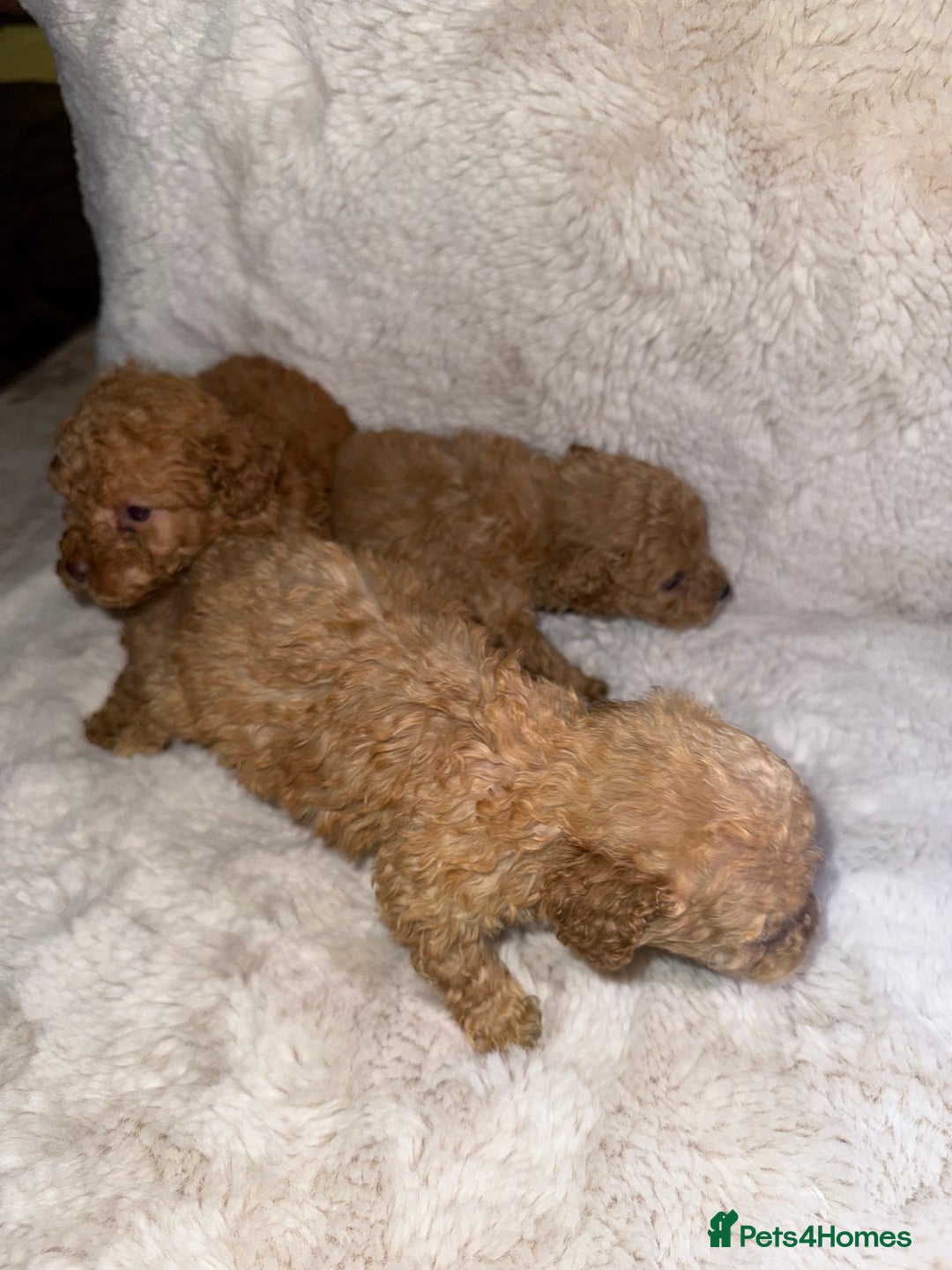 Maltipoo dogs for sale: Maltipoo  - Image 16