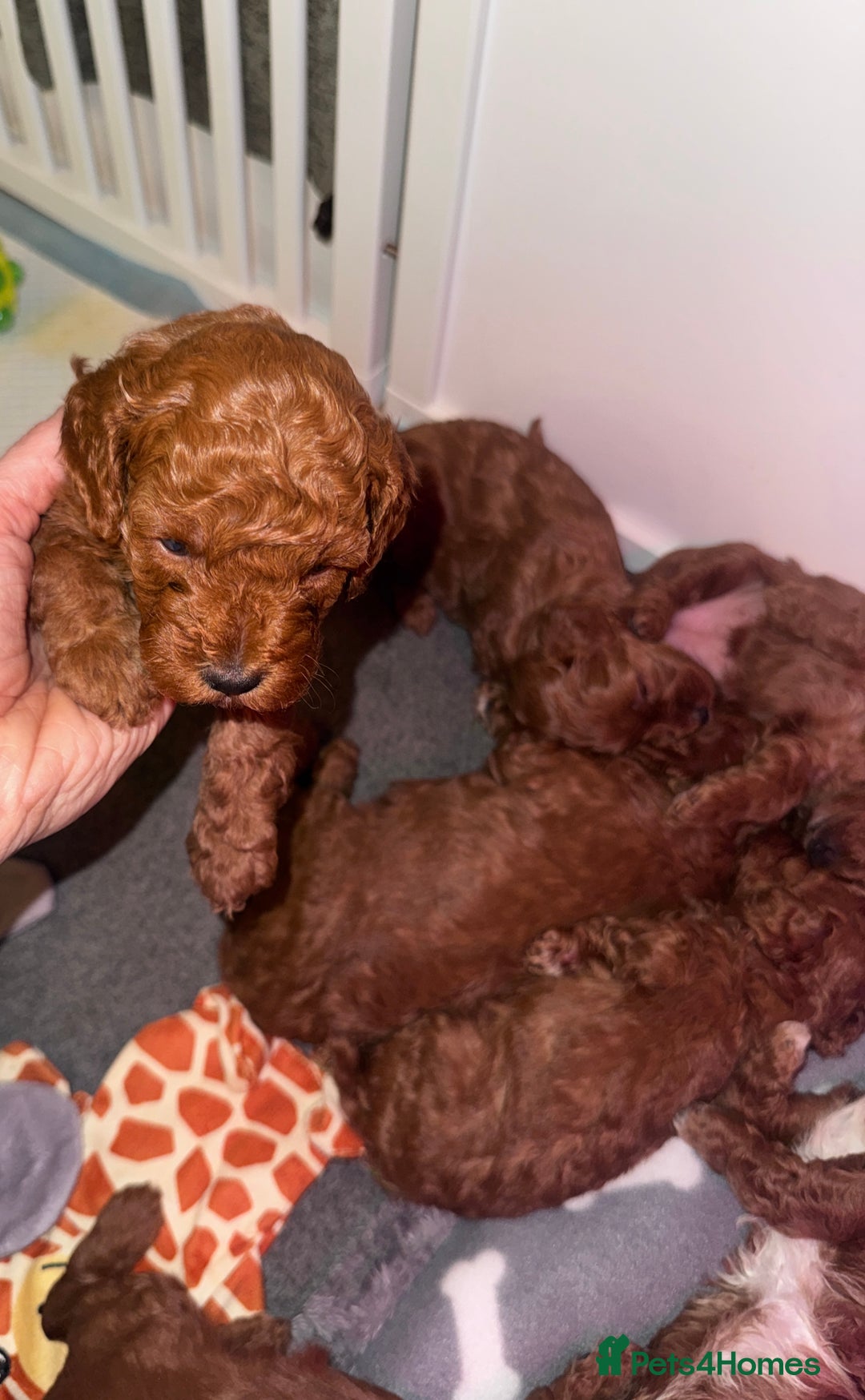 Cavapoo dogs for sale: F1b Cavapoo extensively health tested mum&dad  - Advert 2