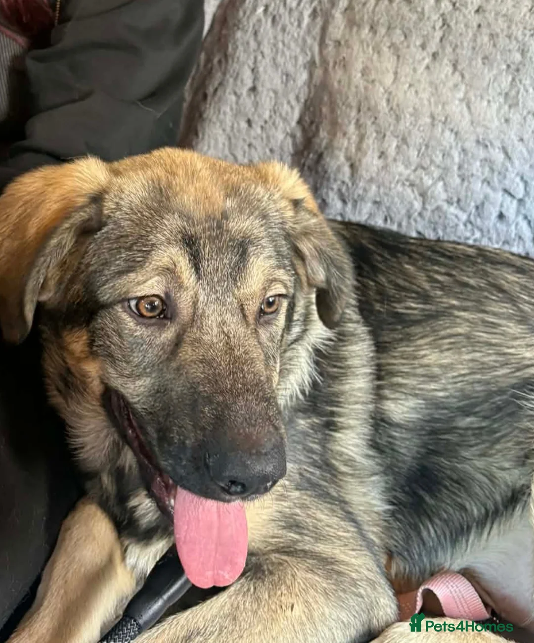 Mixed Breed dogs for sale: Macedonian shepherd - Advert 2