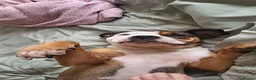 Mixed Breed dogs for sale: Looking to rehome  - Advert 5