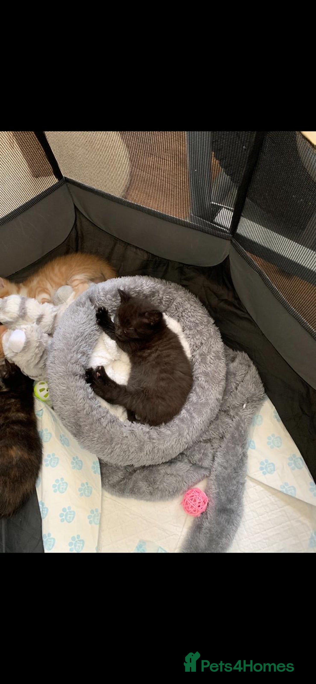 Mixed Breed cats for sale: 3 Male kittens  - Image 11