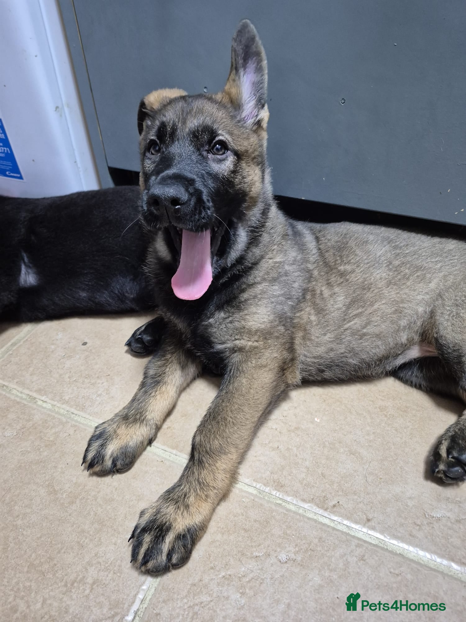 German Shepherd dogs  German Shepherd girl  - Advert 8