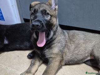 German Shepherd dogs German Shepherd girl - Advert 8