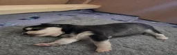 Pomsky dogs for sale: Beautiful f4 pomsky's - Advert 8