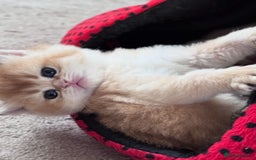 British Shorthair cats for sale: GCCF BSH GOLDEN BLACK TIPPED NY12 KITTENS - Image 3