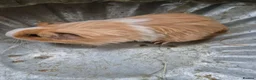 Guinea Pig rodents for sale: Last male - Advert 2
