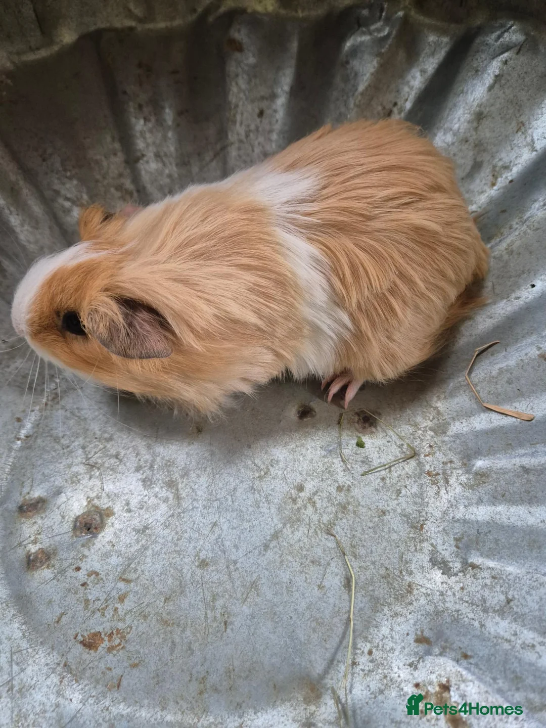 Guinea Pig rodents for sale: Last male - Advert 2