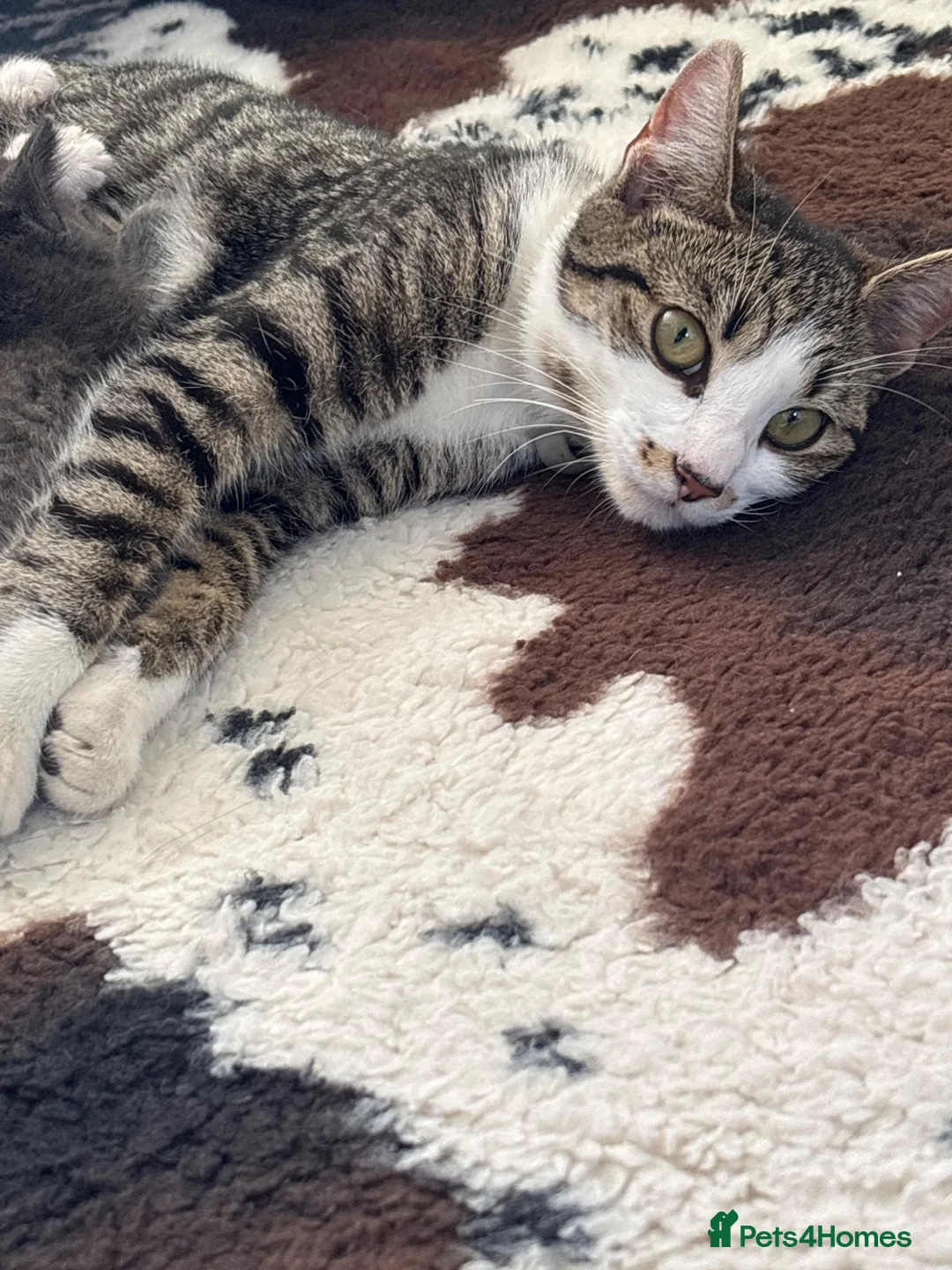 Mixed Breed cats for sale: Kittens two tabby one grey kitten  - Advert 1