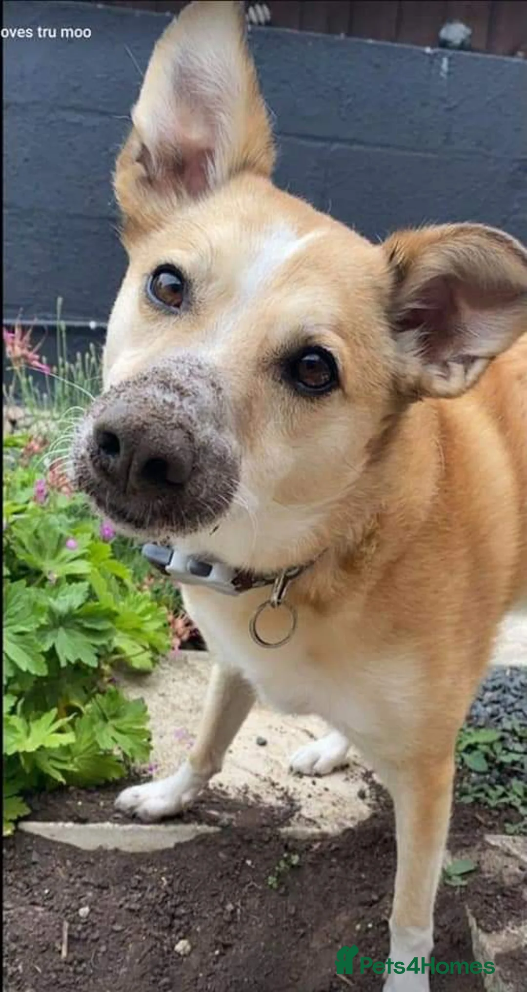 Mixed Breed dogs for adoption: Meet Bailey, currently residing in Wilshire in Calne - Advert 9