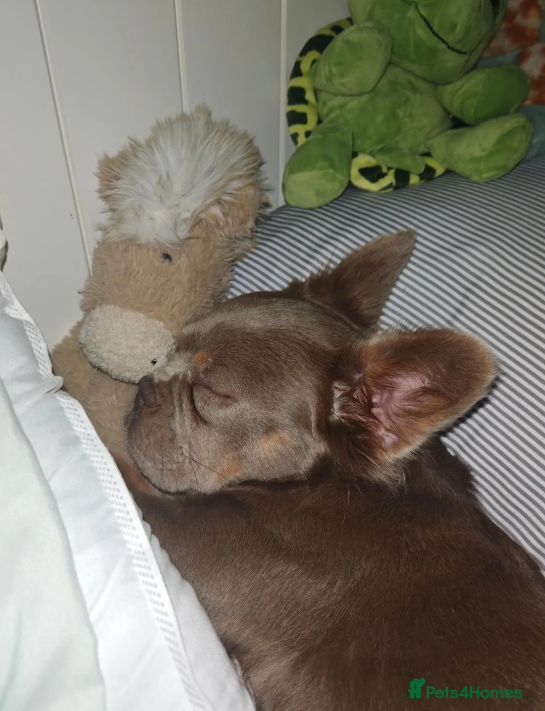 French Bulldog dogs for sale: Female Fluffy French Bulldog  in Dereham - Advert 2