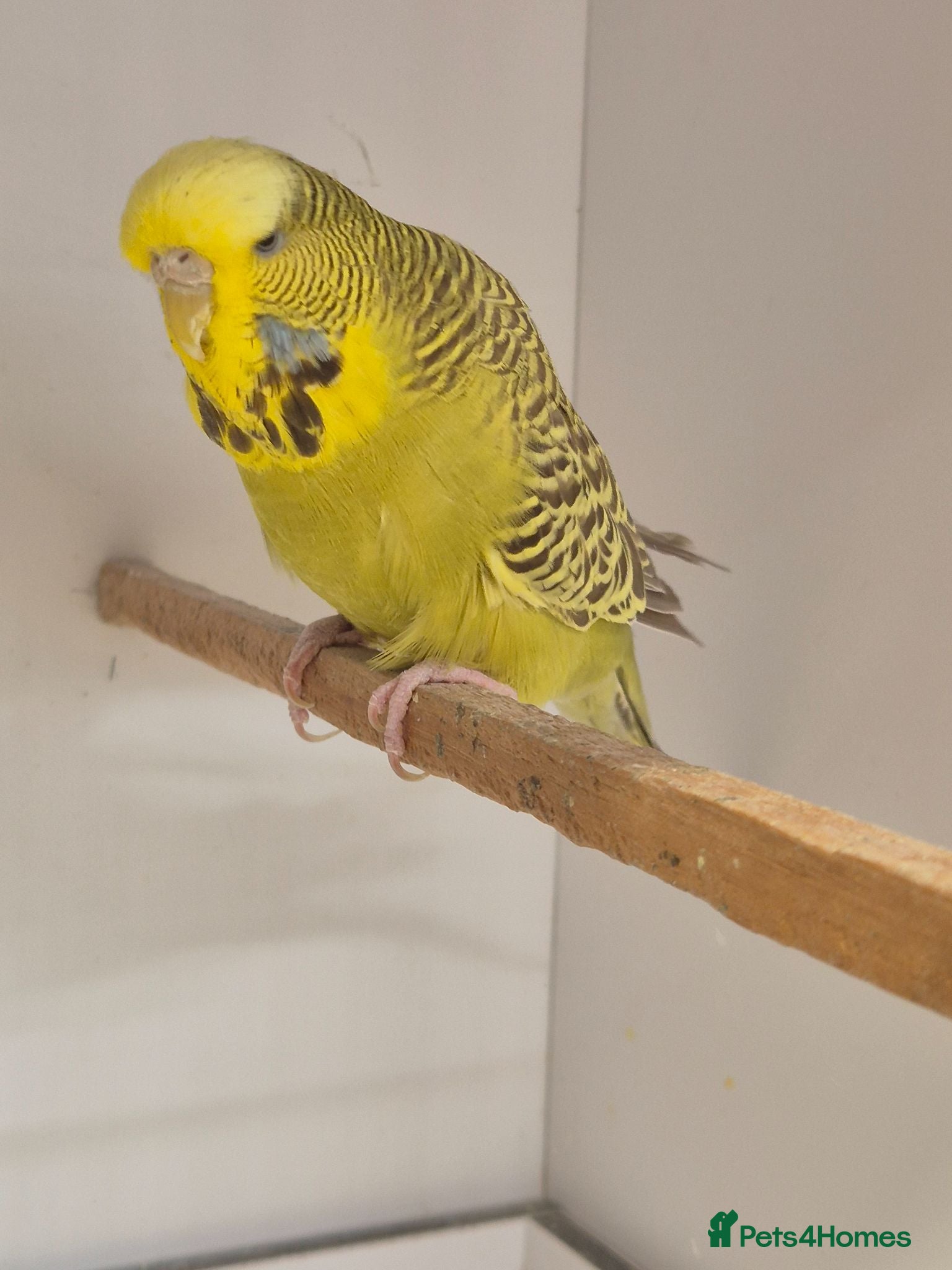 Budgerigars birds Hens variety colors - Advert 1