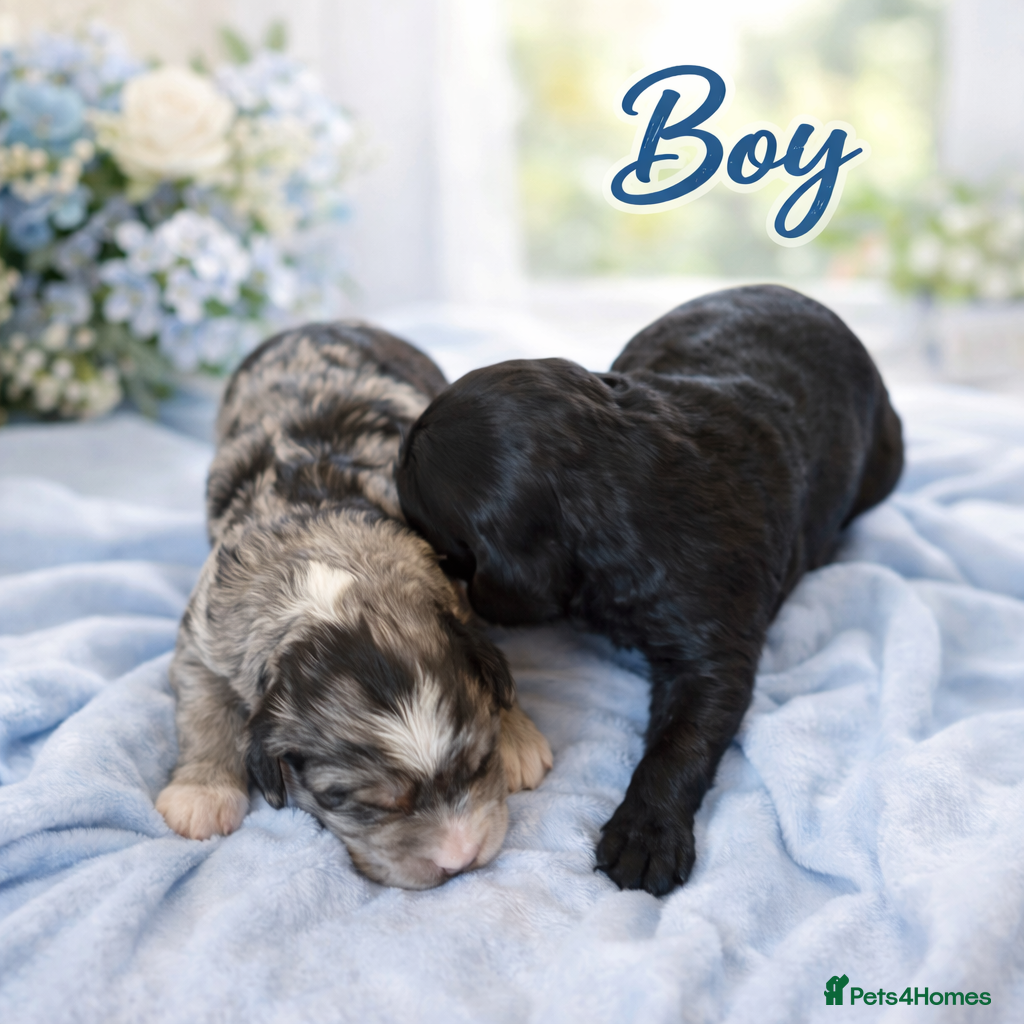 Australian Labradoodle dogs AUSTRALIAN LABRADOODLE  - Advert 3