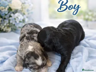 Australian Labradoodle dogs AUSTRALIAN LABRADOODLE - Advert 3