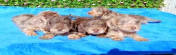 Miniature Dachshund dogs for sale: QUALITY MINI WIRES KC REG HEALTH TESTED PARENTS - Advert 7