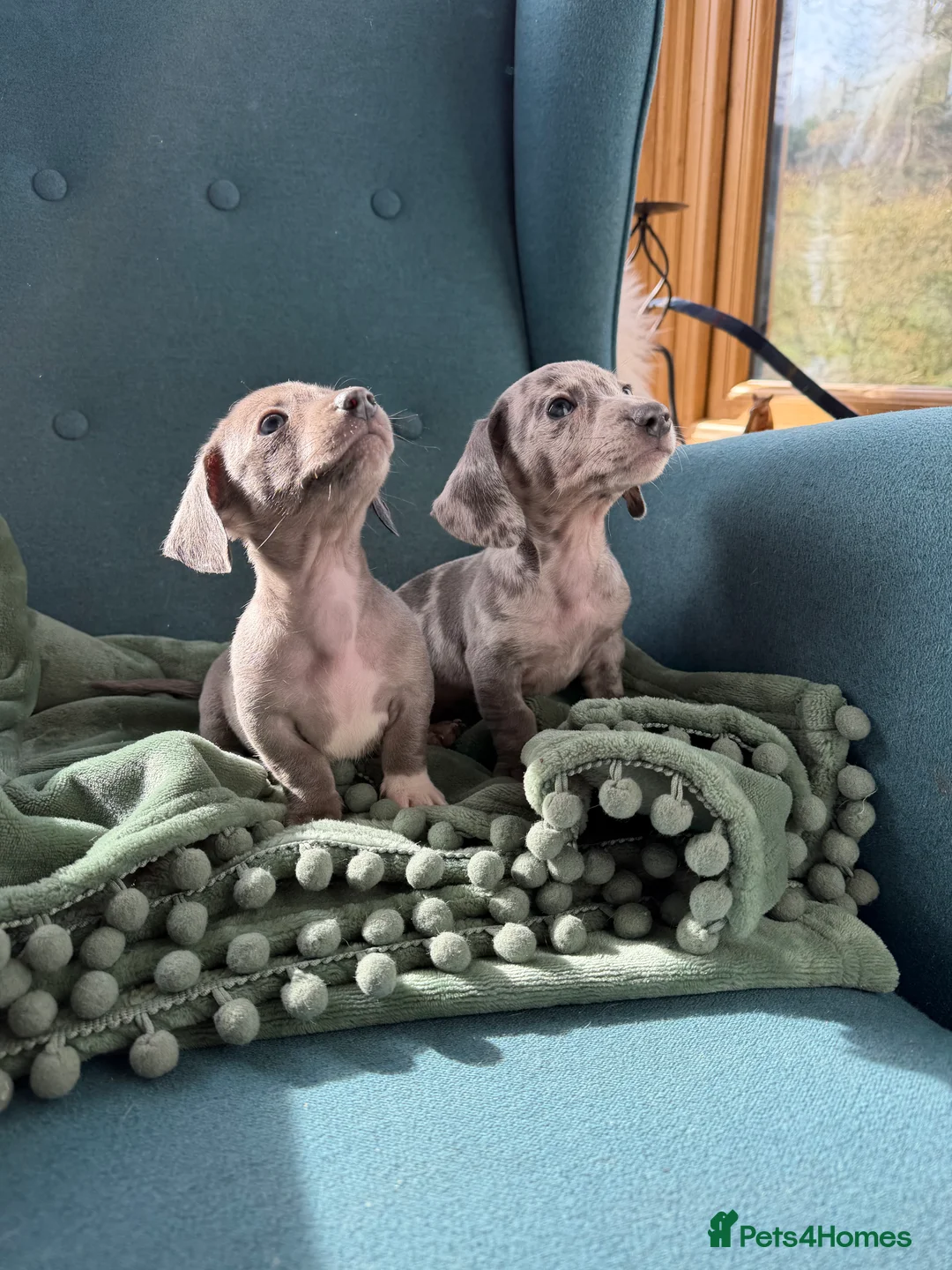 Miniature Dachshund dogs for sale: Miniature dachshund puppies  in Bucknell - Advert 2