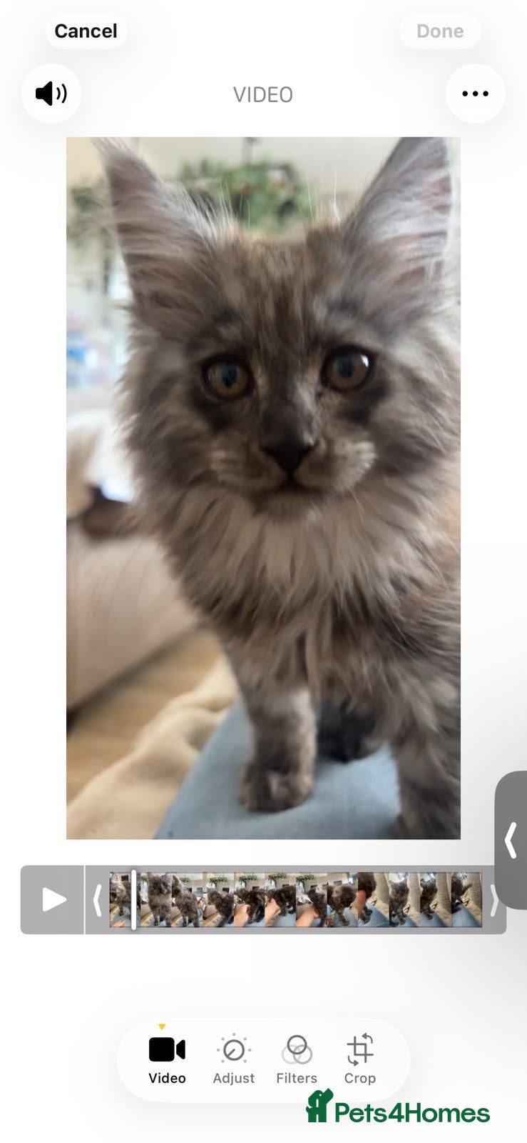 Maine Coon cats Mainecoon Kittens - Advert 1