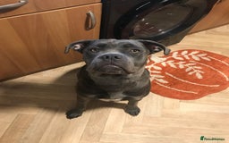 Mixed Breed dogs for sale: Cain corso cross  - Image 3