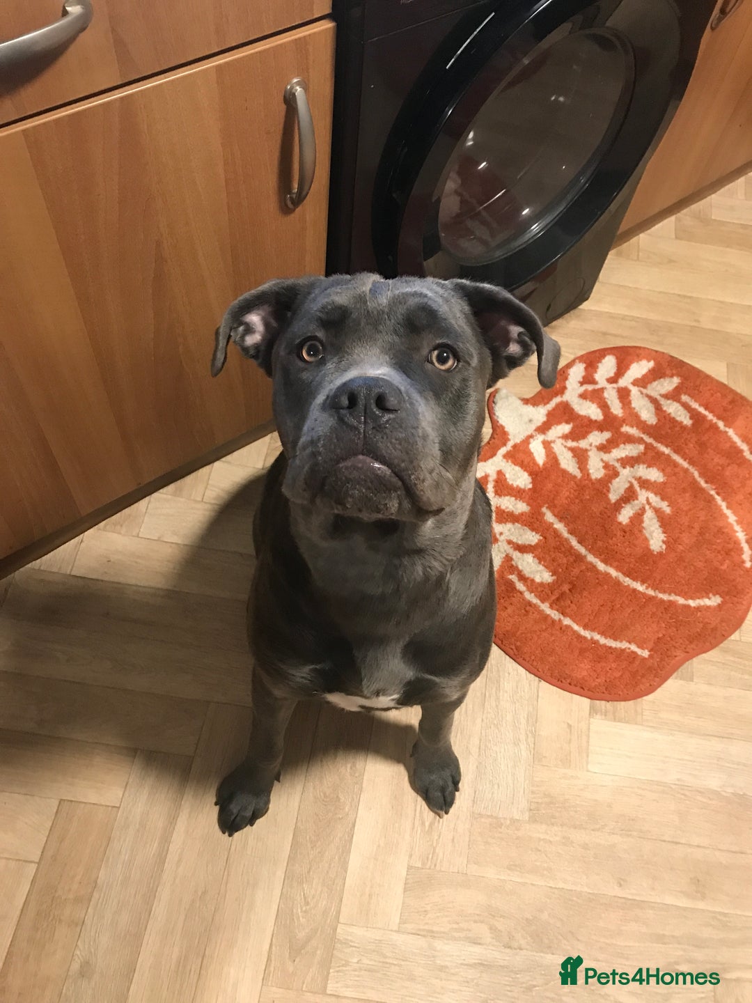 Mixed Breed dogs for sale: Cain corso cross  - Image 3