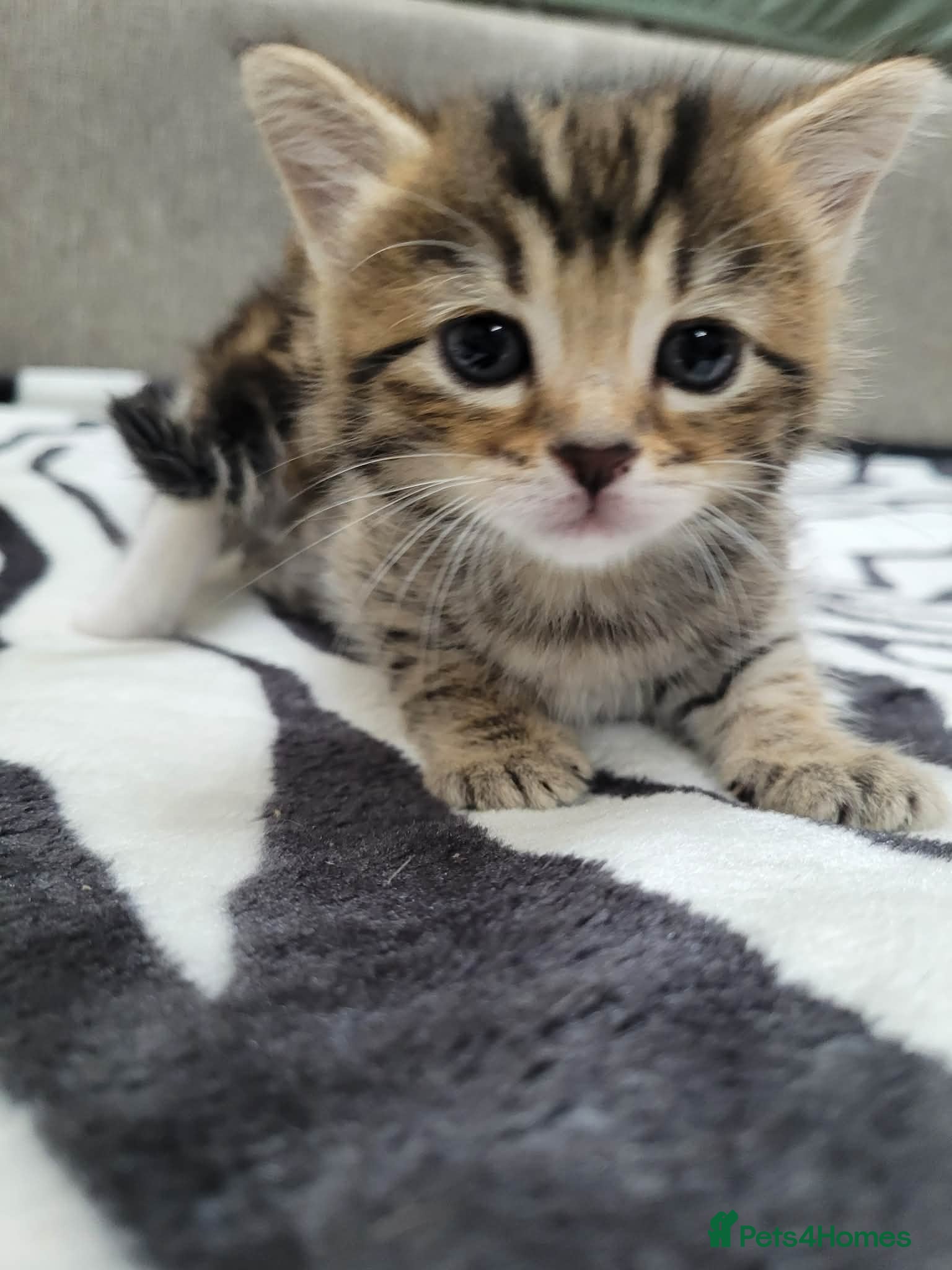 Mixed Breed cats Adorable Tabby Kittens Looking for Forever Homes - Advert 12