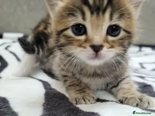 Mixed Breed cats Adorable Tabby Kittens Looking for Forever Homes - Advert 12