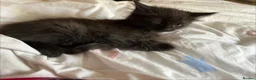 Ragdoll cats for sale: Ragdoll available  - Advert 7