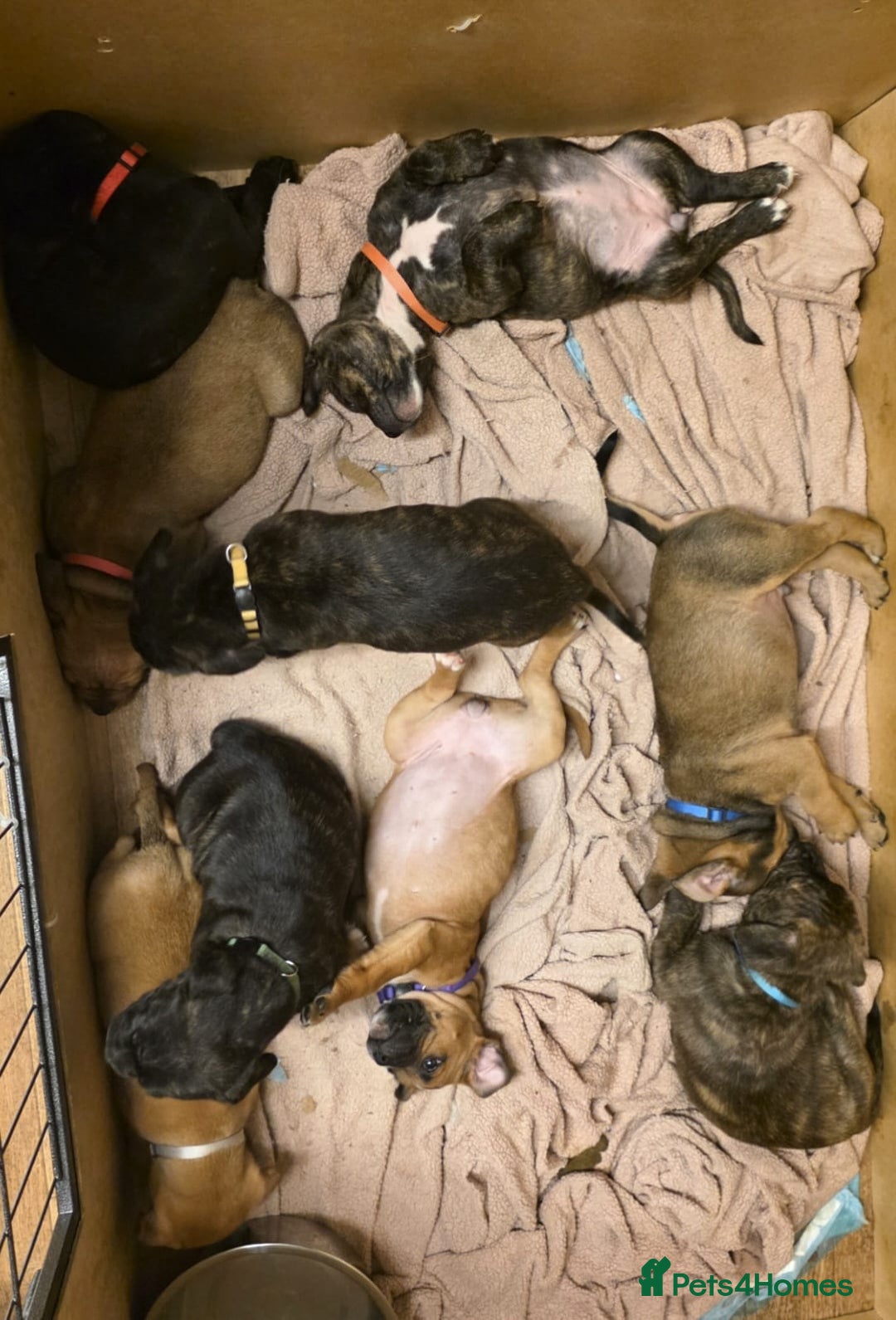 Mixed Breed dogs for sale: Staffy mix breed pups for sale - Advert 10
