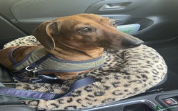 Miniature Dachshund dogs for sale: Nice Miniature Dachshund - Advert 3