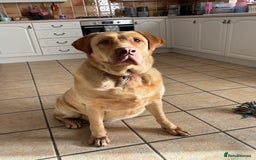 Mixed Breed dogs for sale: 3 year old lab male - Image 3