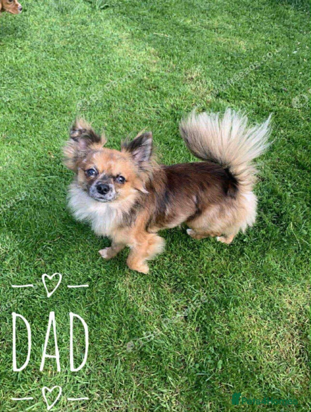 Chihuahua dogs for sale: Brown Merle Chihuahua - Advert 1