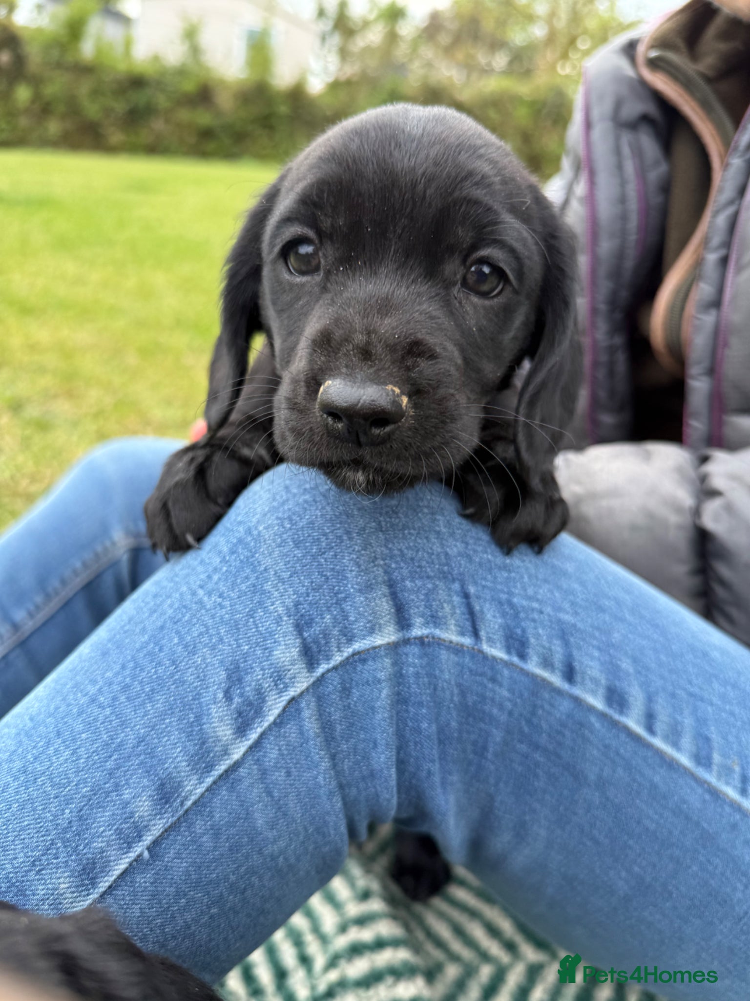 Springador dogs for sale: Spaniel x Labrador puppies  - Advert 13