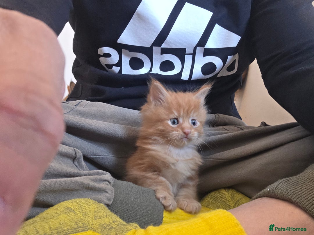 Maine Coon cats for sale:  TICA Blue eye Maine Coon Parents DNA tested - Advert 8