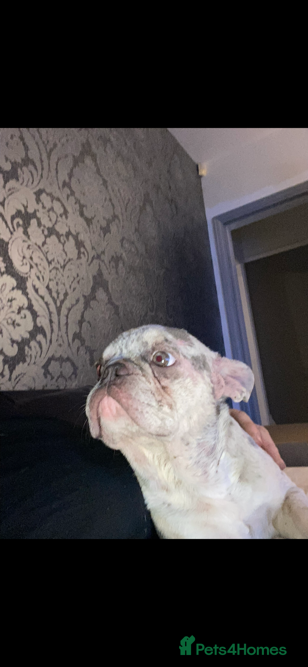 French Bulldog dogs for sale: Nala & daisy 4 1/2 & 6 1/2 yr old fem French’s  - Advert 5