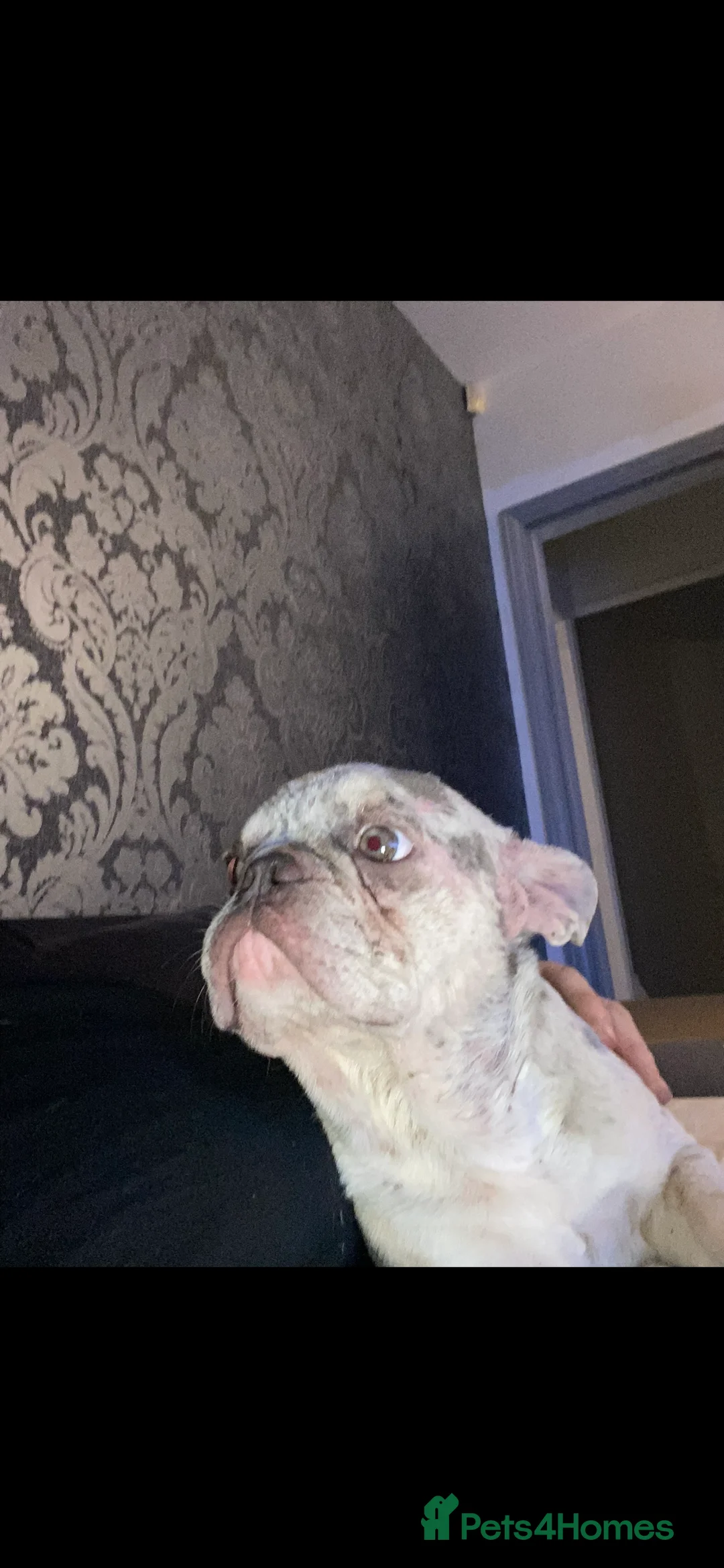 French Bulldog dogs for sale: daisy 6 1/2 yr old fem Frenchie - Advert 5