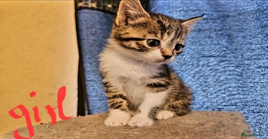 Mixed Breed cats - Advert 11