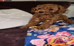 Toy Poodle dogs for sale: Lady red Kc toy poodle female  - Image 5