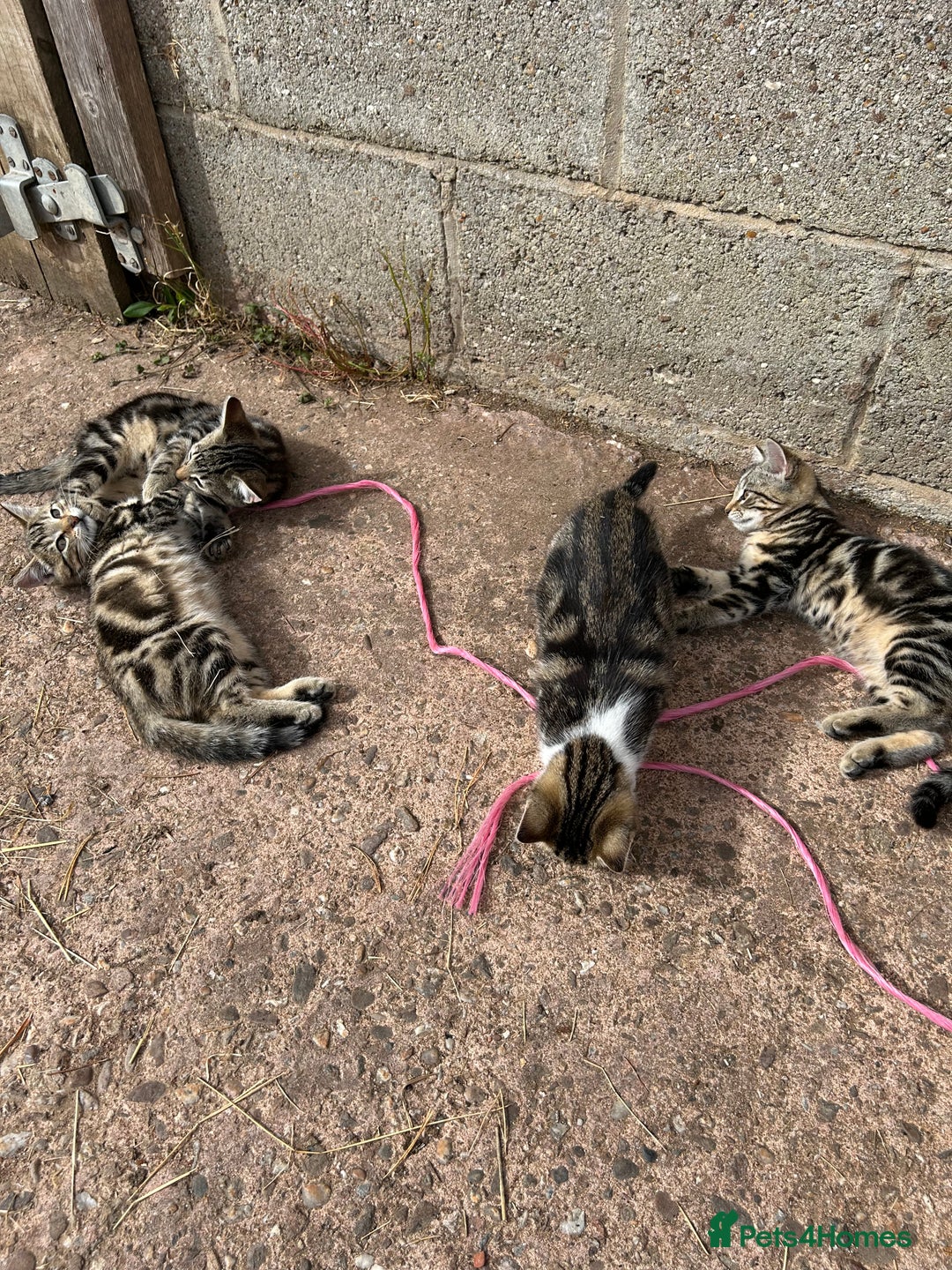 Mixed Breed cats for sale: Kittens for sale, ready now. £100 - Image 6