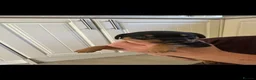 Mixed Breed dogs for sale: Litter of 5 puppies looking for loveing homes in Frodsham - Advert 7