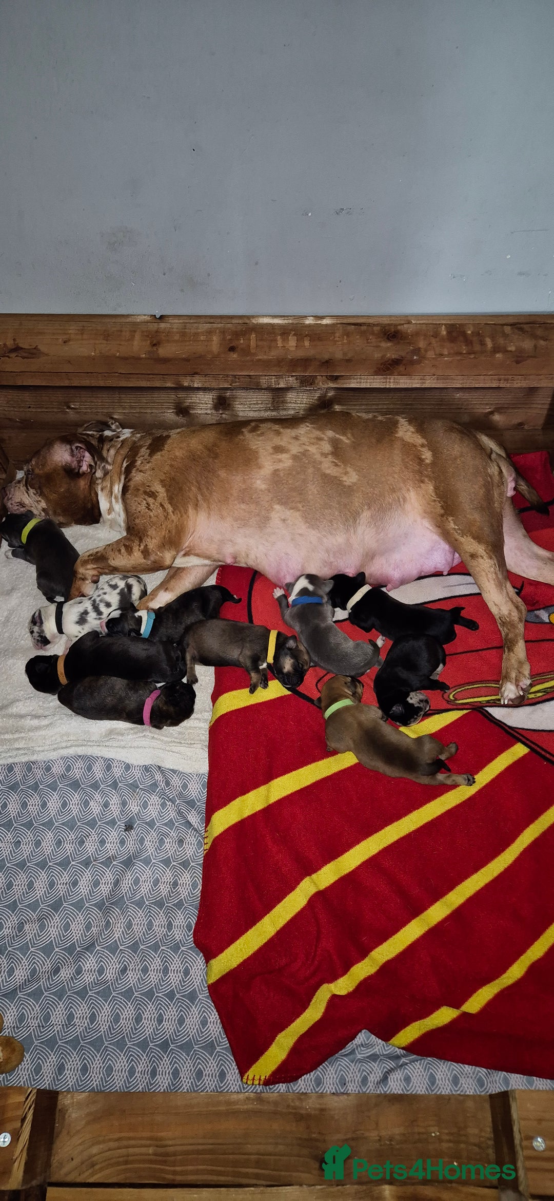 Mixed Breed dogs for sale: 10 beautiful cane corso cross bullmastiff puppies - Image 13